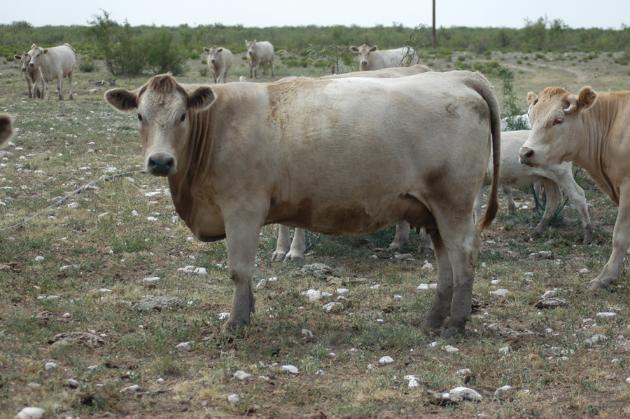 first calf charolais heifer